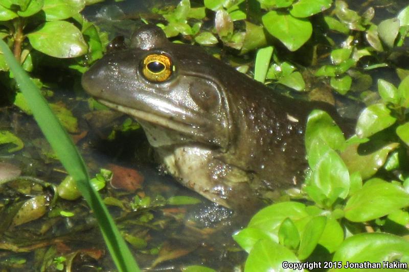 American Bullfrog (Lithobates catesbeianus)