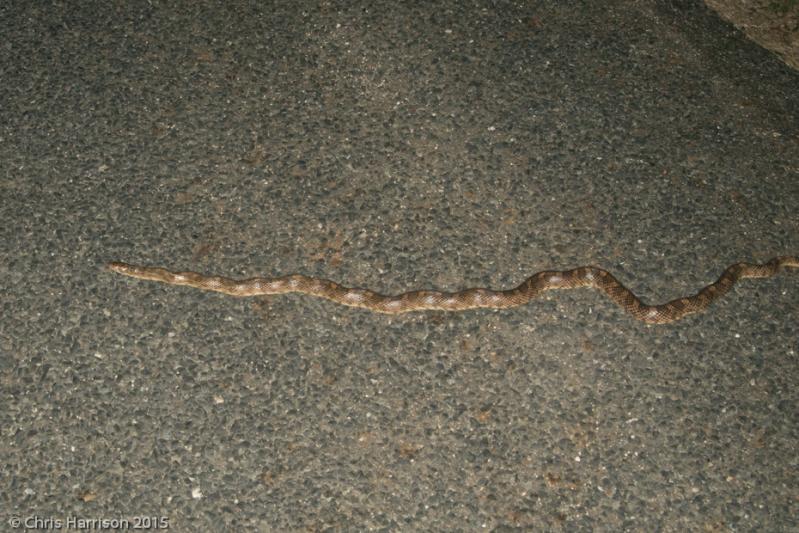 Texas Glossy Snake (Arizona elegans arenicola)