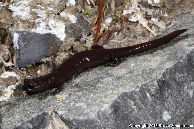 Inyo Mountains Salamander (Batrachoseps campi)