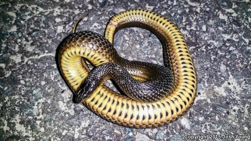 Glossy Crayfish Snake (Regina rigida rigida)