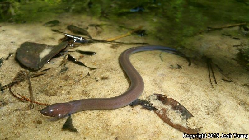 One-toed Amphiuma (Amphiuma pholeter)