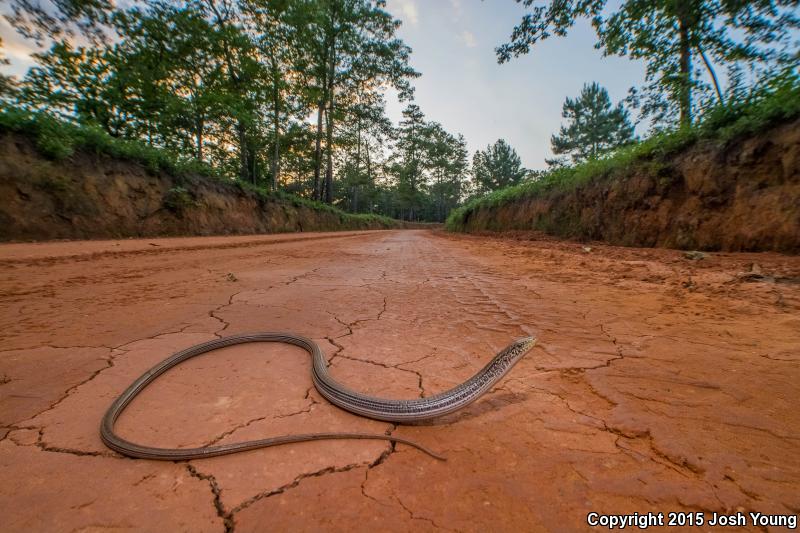 Eastern Slender Glass Lizard (Ophisaurus attenuatus longicaudus)