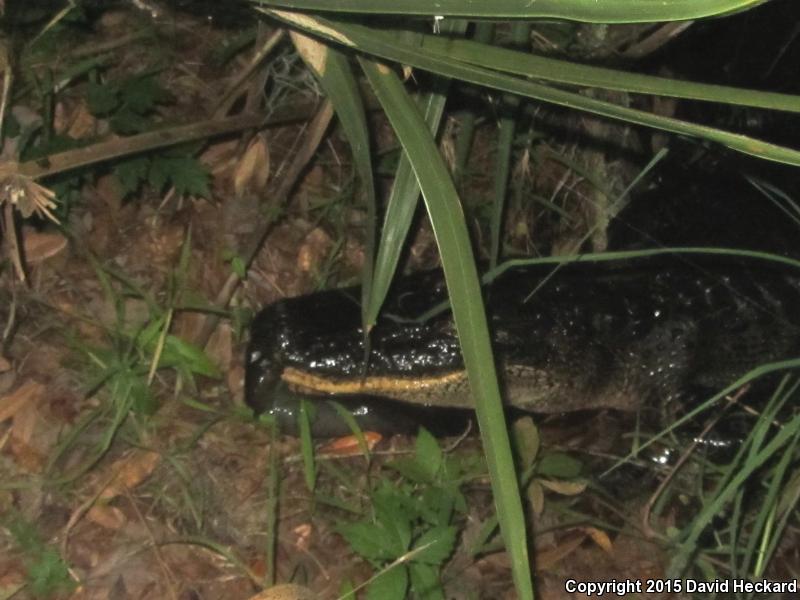 Three-toed Amphiuma (Amphiuma tridactylum)