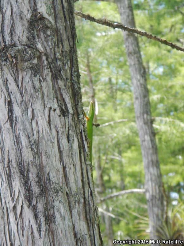 Southern Green Anole (Anolis carolinensis seminolus)