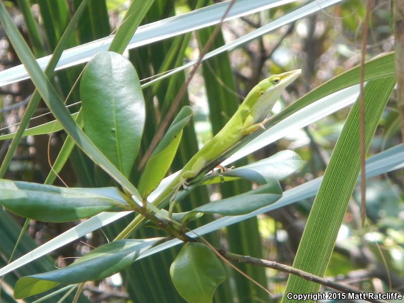Southern Green Anole (Anolis carolinensis seminolus)