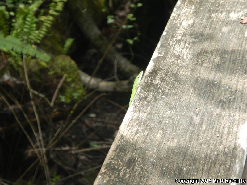 Southern Green Anole (Anolis carolinensis seminolus)