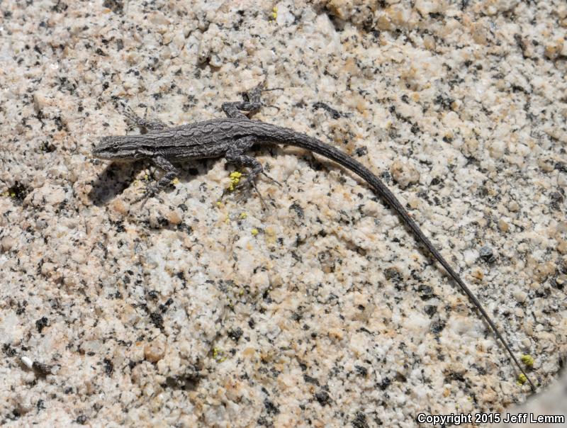 Baja California Brush Lizard (Urosaurus lahtelai)