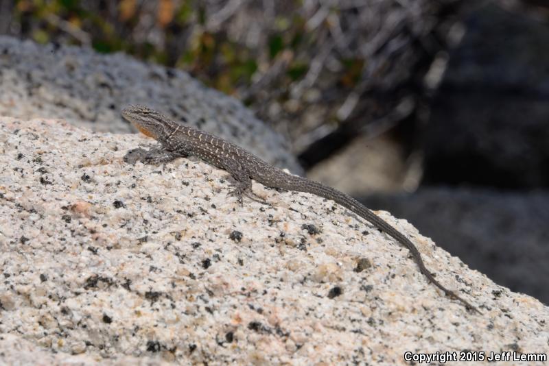 Baja California Brush Lizard (Urosaurus lahtelai)