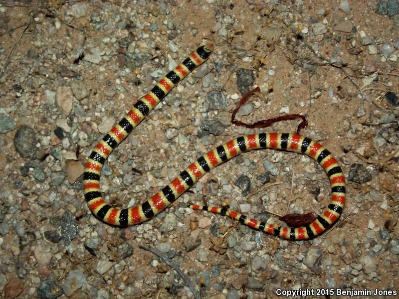 Tucson Shovel-nosed Snake (Chionactis occipitalis klauberi)