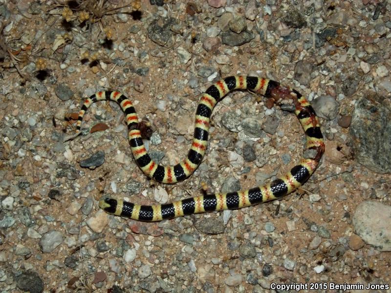 Tucson Shovel-nosed Snake (Chionactis occipitalis klauberi)