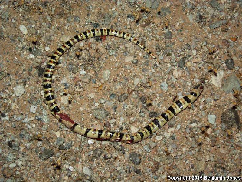 Tucson Shovel-nosed Snake (Chionactis occipitalis klauberi)