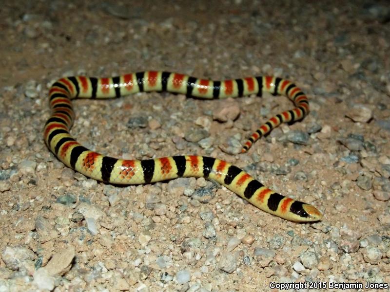 Tucson Shovel-nosed Snake (Chionactis occipitalis klauberi)