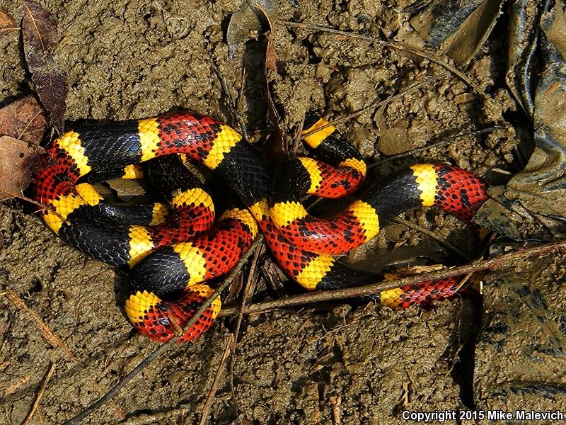 Texas Coralsnake (Micrurus tener tener)