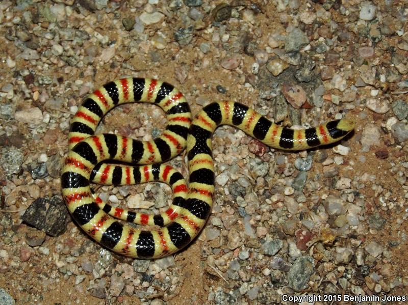 Tucson Shovel-nosed Snake (Chionactis occipitalis klauberi)