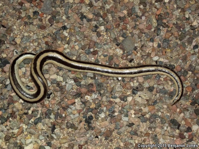 Mexican Rosy Boa (Lichanura trivirgata trivirgata)