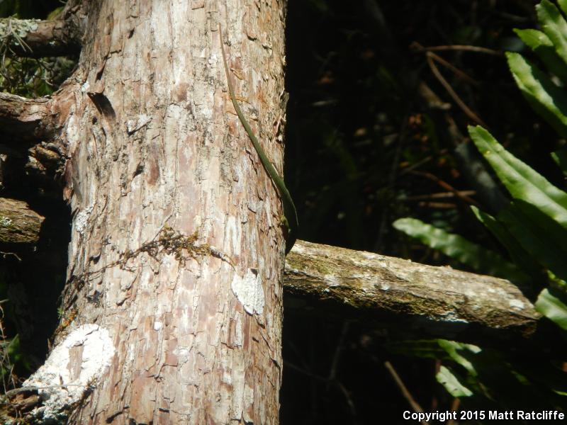 Southern Green Anole (Anolis carolinensis seminolus)