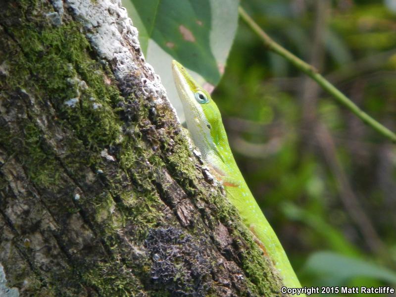 Southern Green Anole (Anolis carolinensis seminolus)