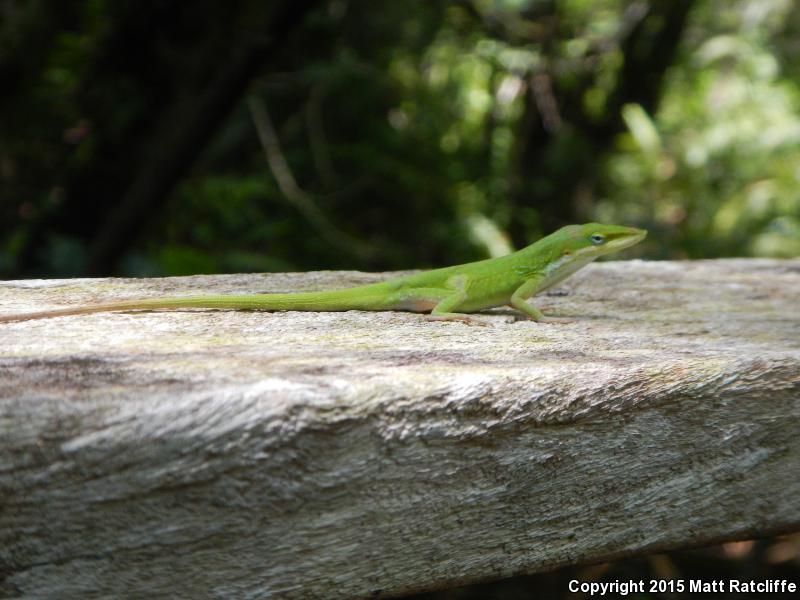 Southern Green Anole (Anolis carolinensis seminolus)