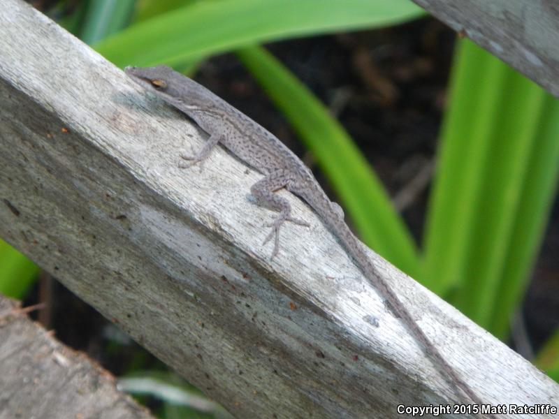 Southern Green Anole (Anolis carolinensis seminolus)