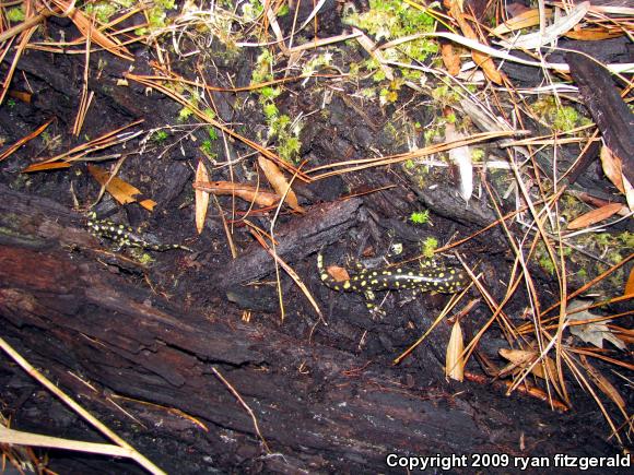 Eastern Tiger Salamander (Ambystoma tigrinum tigrinum)