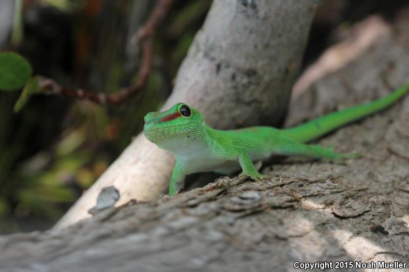 Madagascar Day Gecko (Phelsuma madagascariensis)