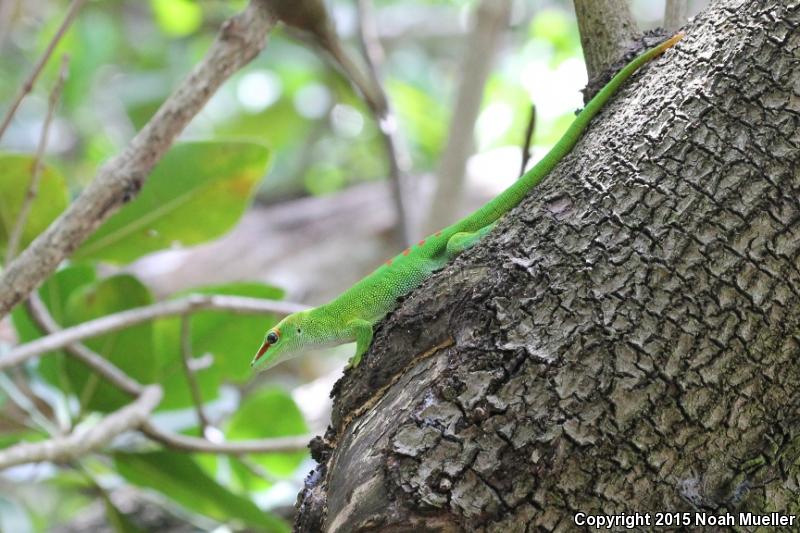 Madagascar Day Gecko (Phelsuma madagascariensis)