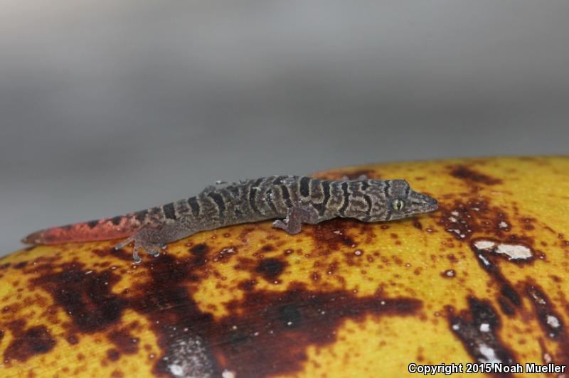 Ashy Gecko (Sphaerodactylus elegans)