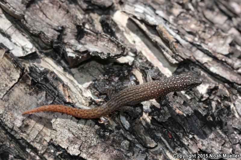 Common Ocellated Gecko (Sphaerodactylus argus argus)