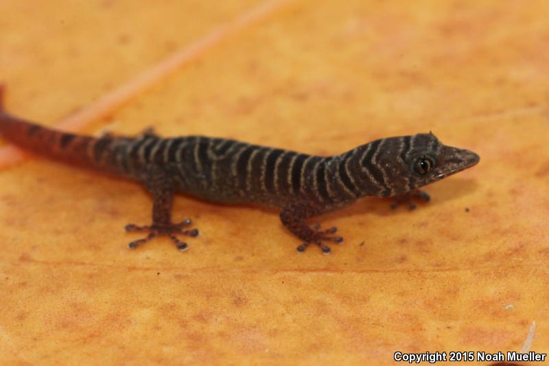 Ashy Gecko (Sphaerodactylus elegans)