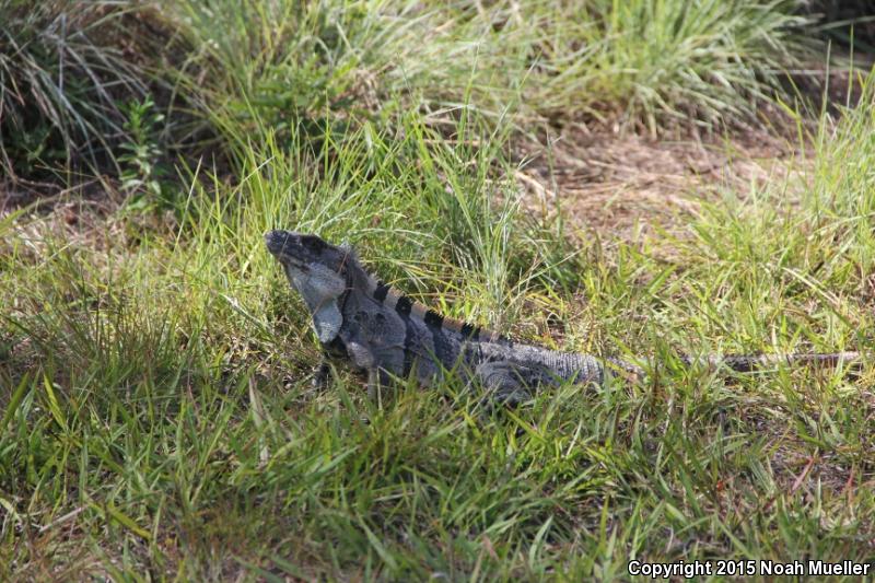 Gray's Spiny-tailed Iguana (Ctenosaura similis similis)