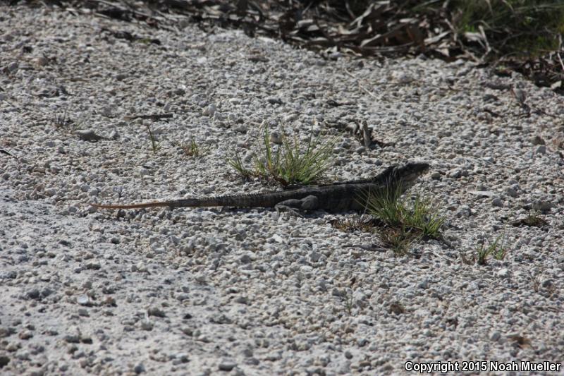 Gray's Spiny-tailed Iguana (Ctenosaura similis similis)