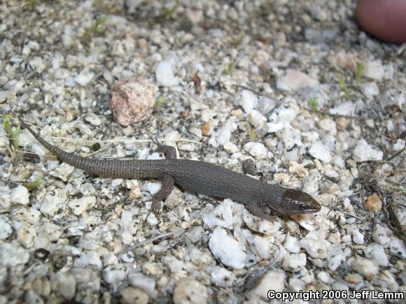 Desert Night Lizard (Xantusia vigilis vigilis)