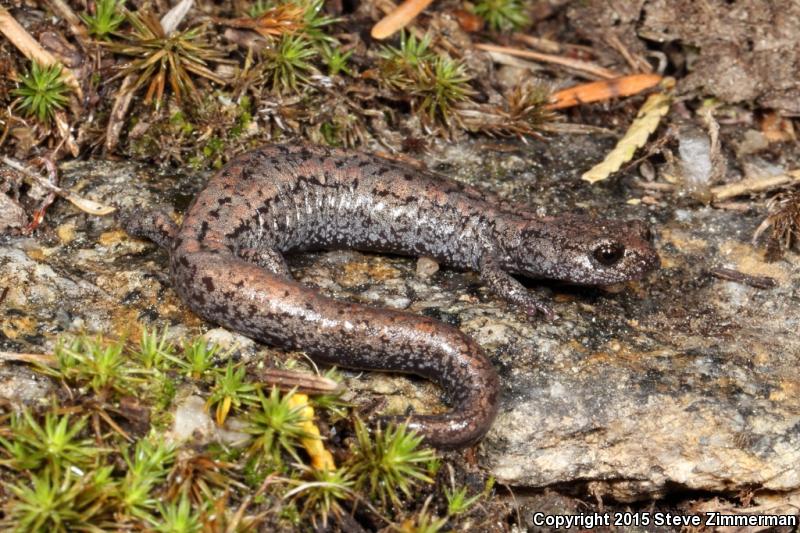 Kern Plateau Salamander (Batrachoseps robustus)