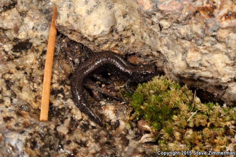 Kern Plateau Salamander (Batrachoseps robustus)