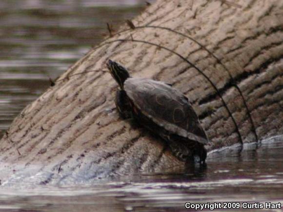 Ringed Map Turtle (Graptemys oculifera)