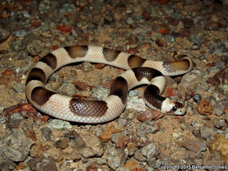 Saddled Leaf-nosed Snake (Phyllorhynchus browni)