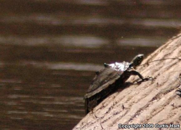 Ringed Map Turtle (Graptemys oculifera)