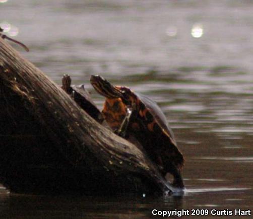 Ringed Map Turtle (Graptemys oculifera)