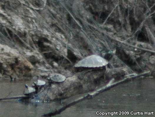 Pascagoula Map Turtle (Graptemys gibbonsi)