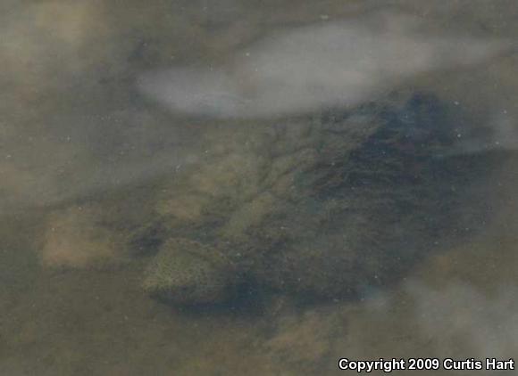 Razor-backed Musk Turtle (Sternotherus carinatus)