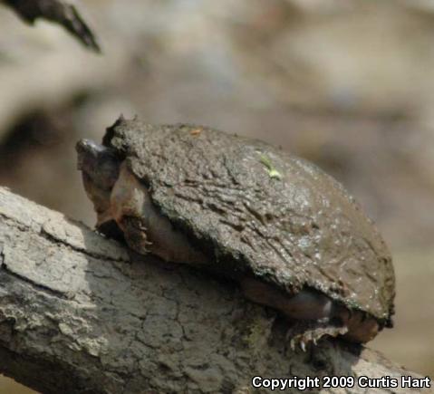 Razor-backed Musk Turtle (Sternotherus carinatus)