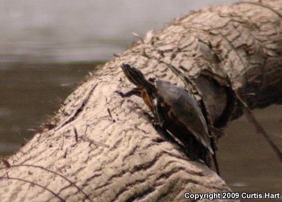 Ringed Map Turtle (Graptemys oculifera)