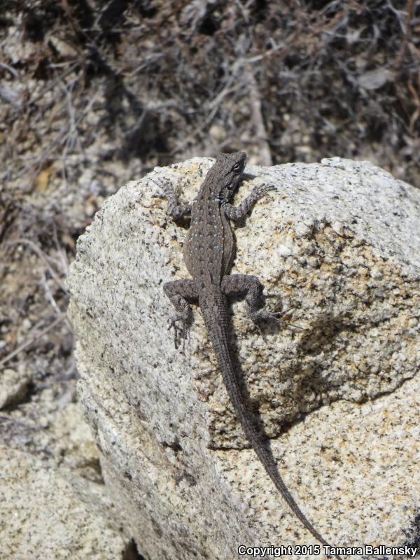 Black-tailed Brush Lizard (Urosaurus nigricaudus)