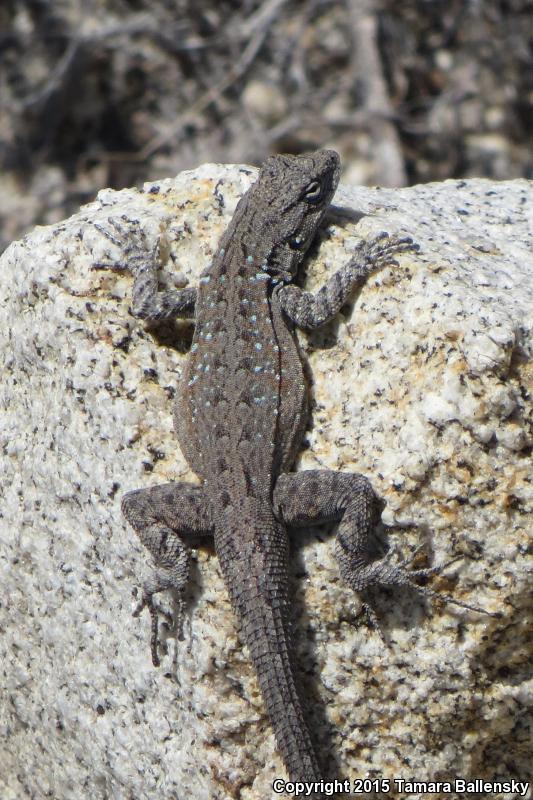 Black-tailed Brush Lizard (Urosaurus nigricaudus)