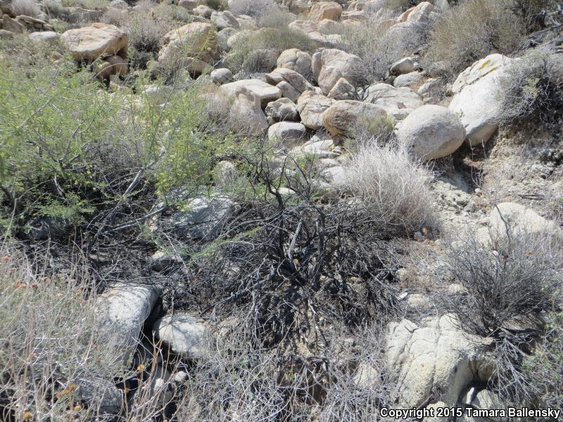 Black-tailed Brush Lizard (Urosaurus nigricaudus)