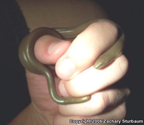 Northern Rubber Boa (Charina bottae)