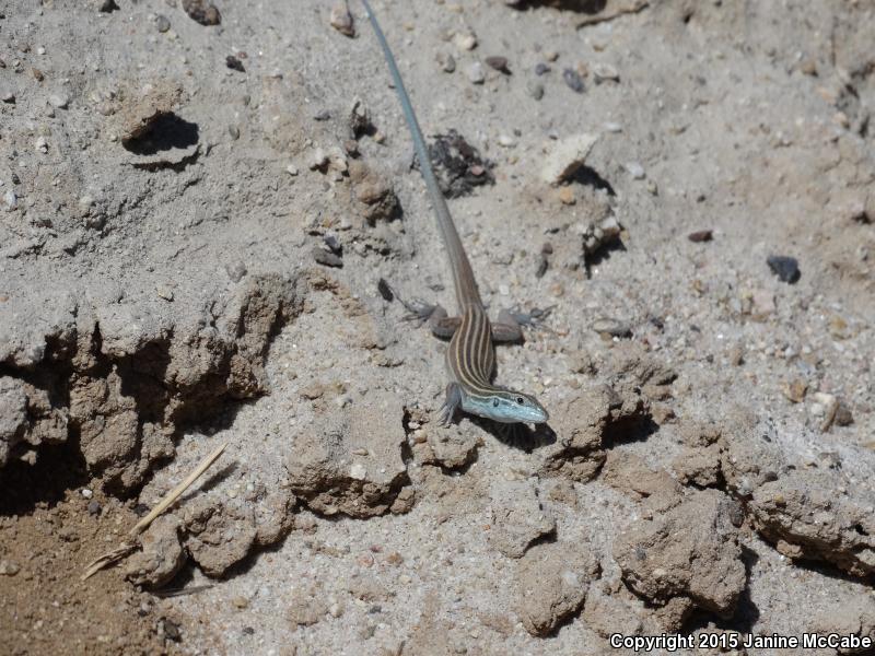 Arizona Striped Whiptail (Aspidoscelis arizonae)