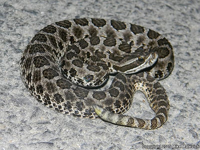 Western Massasauga (Sistrurus catenatus tergeminus)