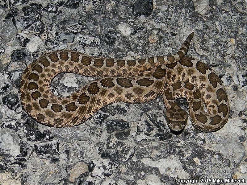 Western Massasauga (Sistrurus catenatus tergeminus)