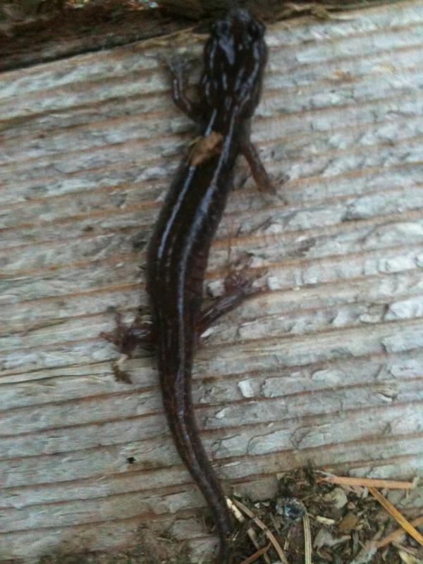 Clouded Salamander (Aneides ferreus)